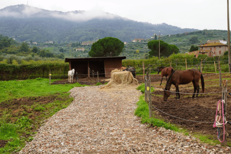 Horse_Paradise_Orizzontale (12)