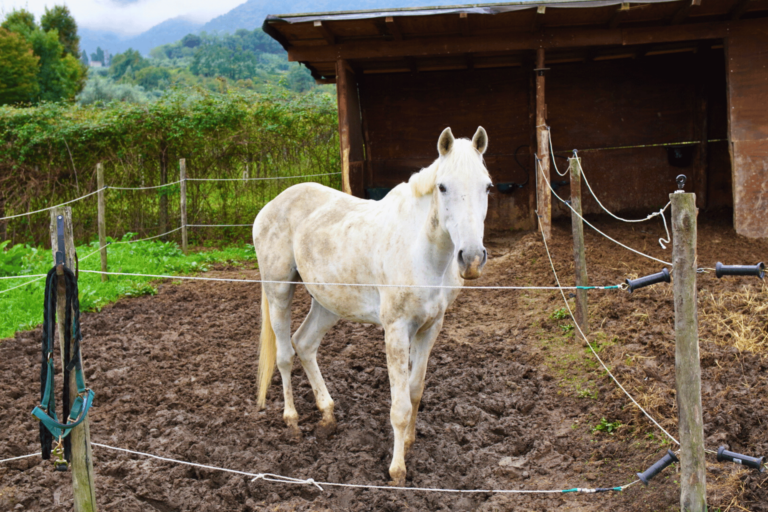 Horse_Paradise_Orizzontale (3)