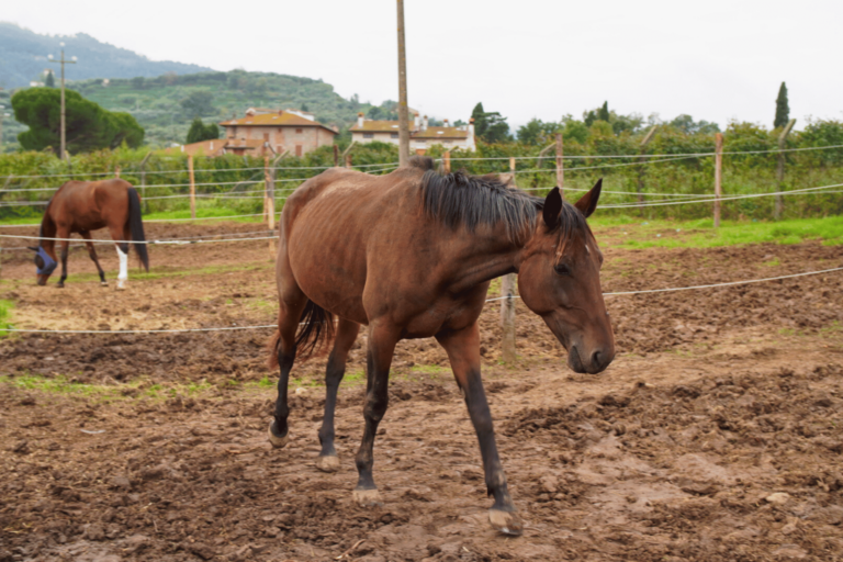 Horse_Paradise_Orizzontale (8)