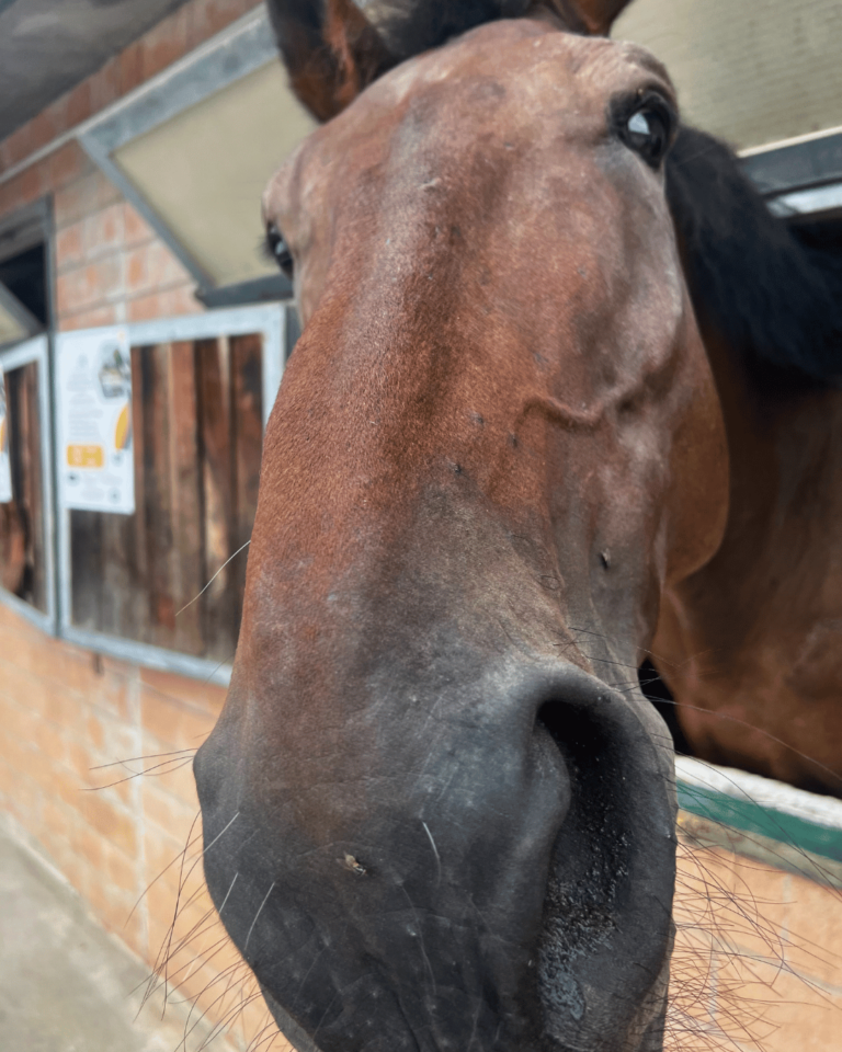 Horse_Paradise_Verticale